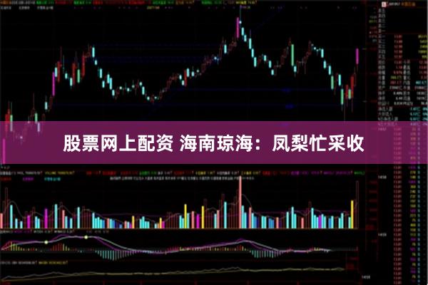 股票网上配资 海南琼海：凤梨忙采收