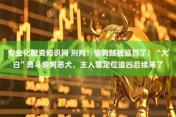 专业化配资知识网 刑拘！偷狗贼被惩罚了！“大白”勇斗偷狗恶犬，主人靠定位追凶后续来了